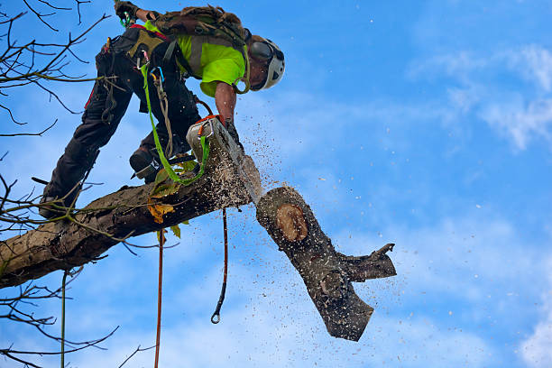 Best Stump Grinding and Removal  in Ripley, MS