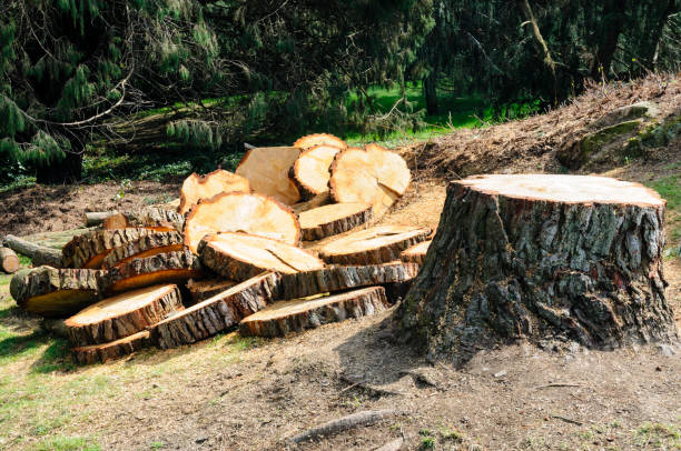 Tree and Shrub Care in Ripley, MS